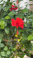 Hibiscus rosa-sinensis