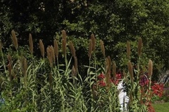 Arundo donax