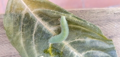 Pieris rapae