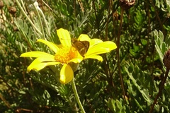 Taractrocera papyria