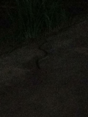 Serpentes
