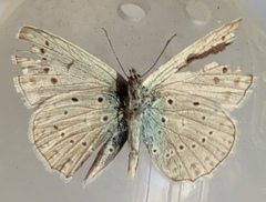 Polyommatus daphnis