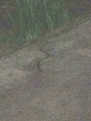 Serpentes