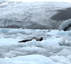 Arctocephalus pusillus