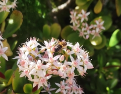 Apis mellifera