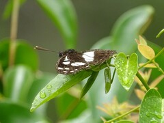 Phaedyma shepherdi