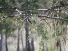 Phylloscopus
