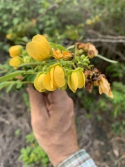 Senna gaudichaudii