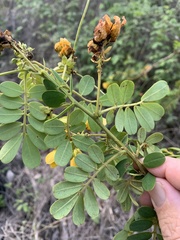 Senna gaudichaudii
