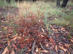 Pultenaea gunnii