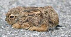 Lepus saxatilis