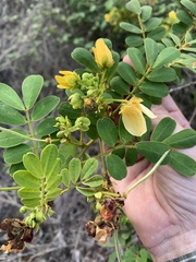 Senna gaudichaudii