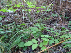 Rubus erythrops