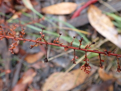 Pultenaea gunnii