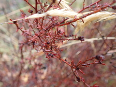 Pultenaea gunnii