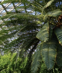 Cycas pectinata