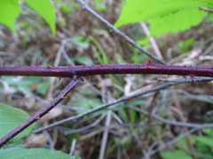 Rubus erythrops