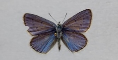 Polyommatus dorylas