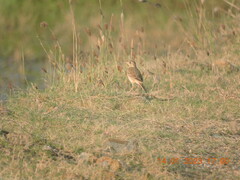 Anthus godlewskii