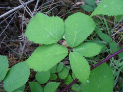 Rubus erythrops