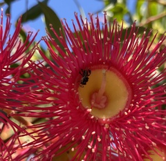 Tetragonula carbonaria