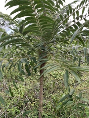 Ailanthus triphysa