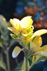 Euonymus