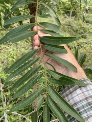 Ailanthus triphysa