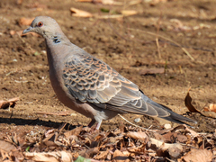 Streptopelia orientalis orientalis