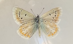 Polyommatus dorylas