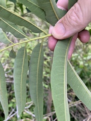 Ailanthus triphysa