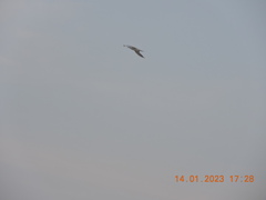 Gelochelidon nilotica