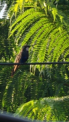 Heliomaster furcifer