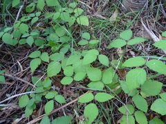 Rubus erythrops