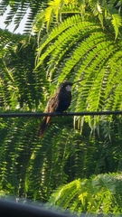 Heliomaster furcifer