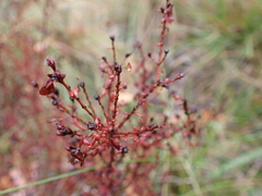 Pultenaea gunnii