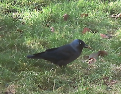 Corvus monedula spermologus