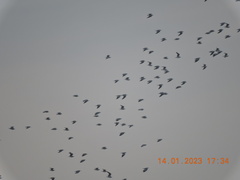 Himantopus himantopus