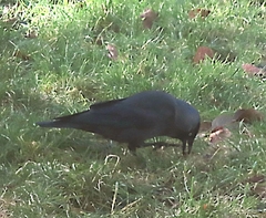 Corvus monedula spermologus