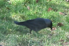 Corvus monedula spermologus