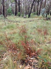 Pultenaea gunnii