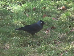 Corvus monedula spermologus