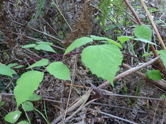 Rubus erythrops
