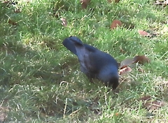 Corvus monedula spermologus