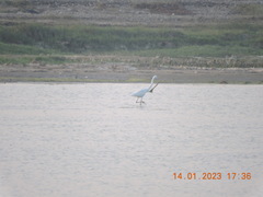 Ardea intermedia