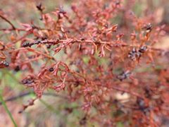Pultenaea gunnii