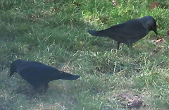 Corvus monedula spermologus