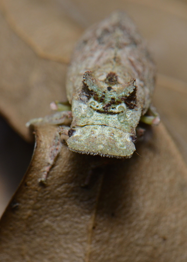 Flat-headed Leafhoppers