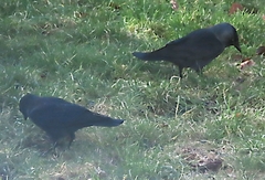 Corvus monedula spermologus