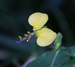 Aneilema aequinoctiale